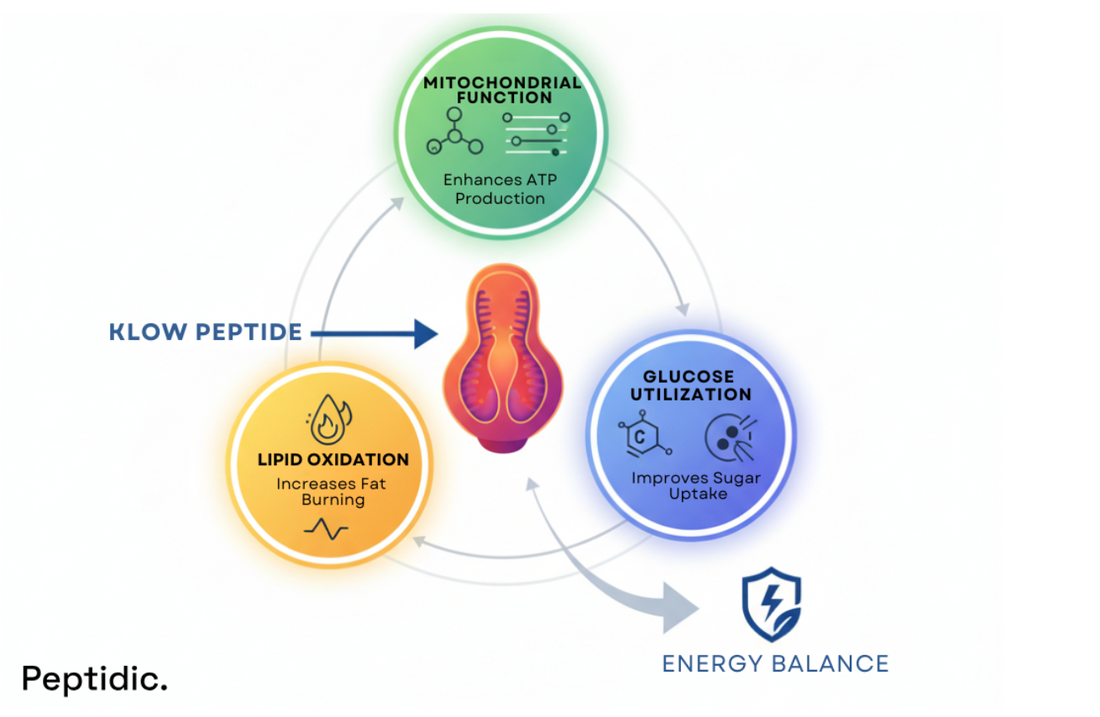  Illustration showing KLOW peptides’ role in energy metabolism, lipid oxidation, and glucose utilization.