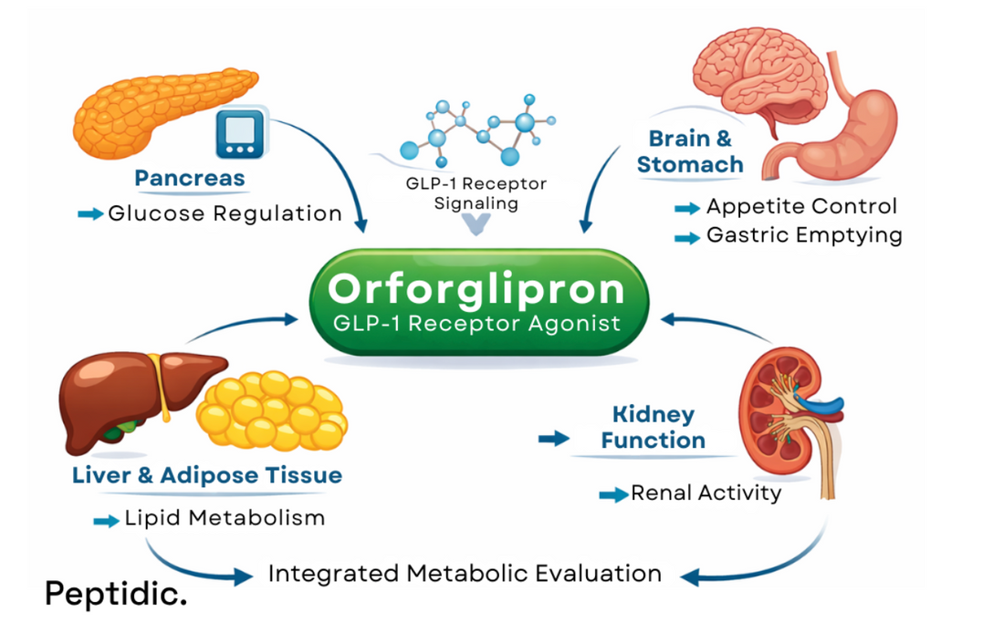 Diagram orforglipron-mediated GLP-1 receptor signaling across pancreatic, hepatic, neural, adipose, and renal systems.