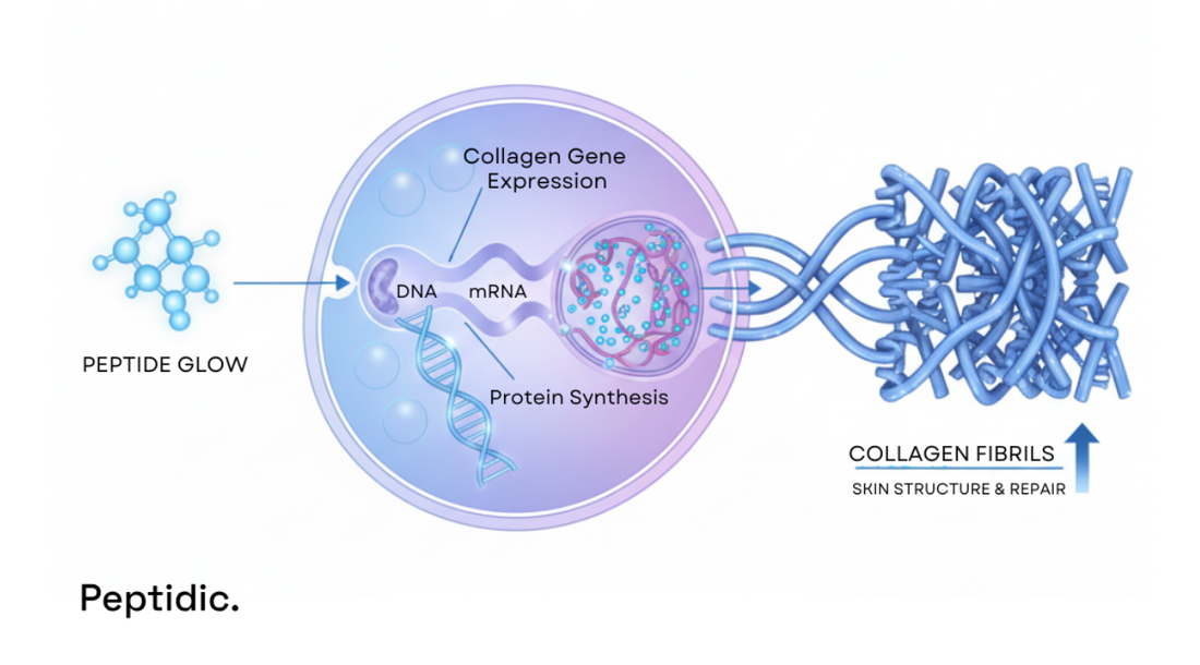 Diagram illustrating peptide Glow activating collagen gene expression and fibril formation in research.