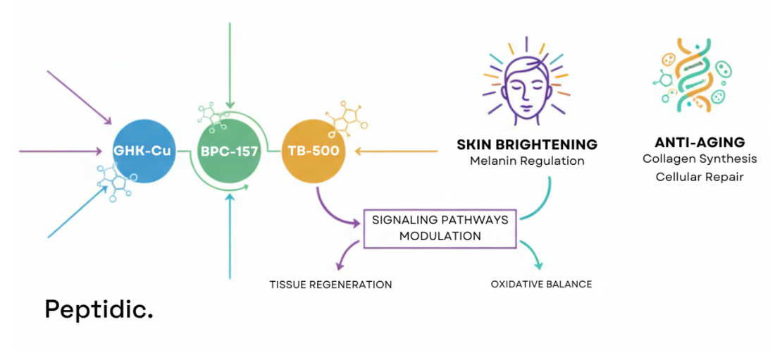 Diagram showing Glow Peptide components and their roles in skin-brightening and anti-ageing pathways.