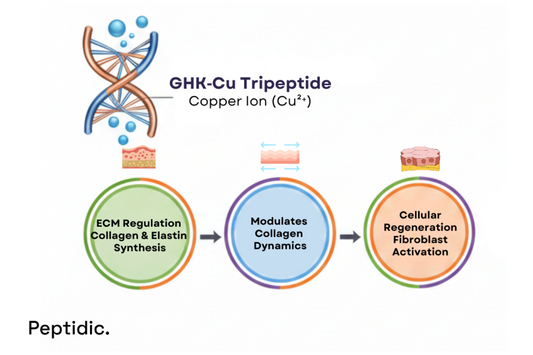 GHK-Cu tripeptide copper ion diagram illustrating ECM regulation, collagen dynamics, cellular regeneration