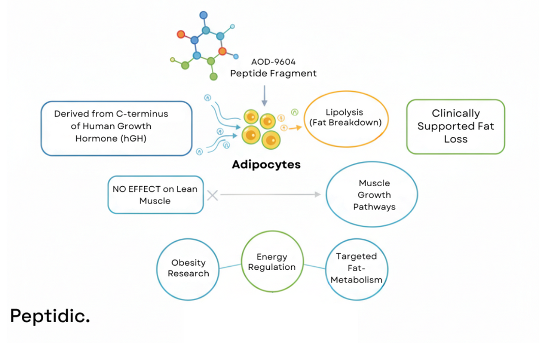 Diagram showing AOD-9604’s selective fat-metabolism actions, pathways, and research-supported effects.
