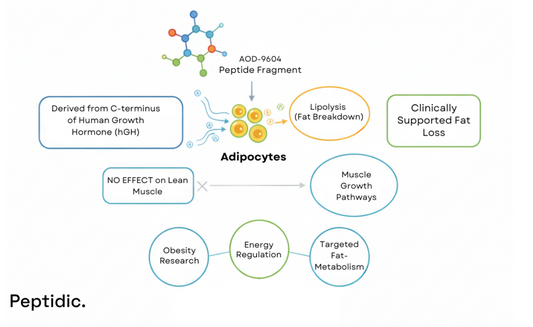 Diagram showing AOD-9604’s selective fat-metabolism actions, pathways, and research-supported effects.