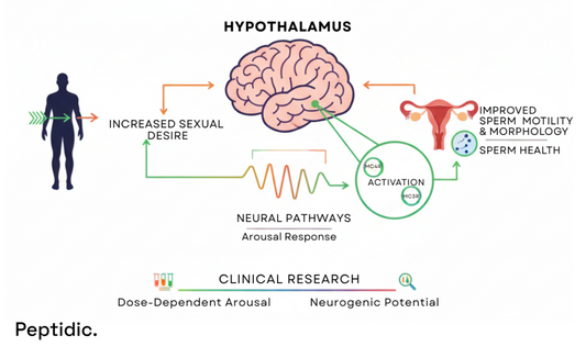 Illustration showing PT-141 mechanism enhancing sexual drive, arousal pathways, and sperm health.