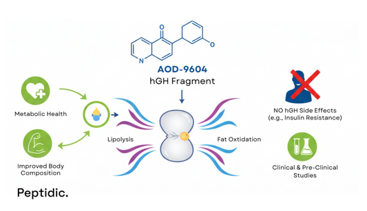 Illustration showing AOD-9604 peptide mechanism targeting fat metabolism and promoting lipolysis.