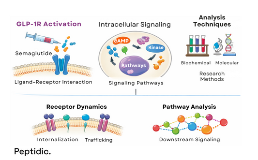 Diagram illustrating semaglutide-induced GLP-1 receptor signaling pathways in preclinical metabolic research models.