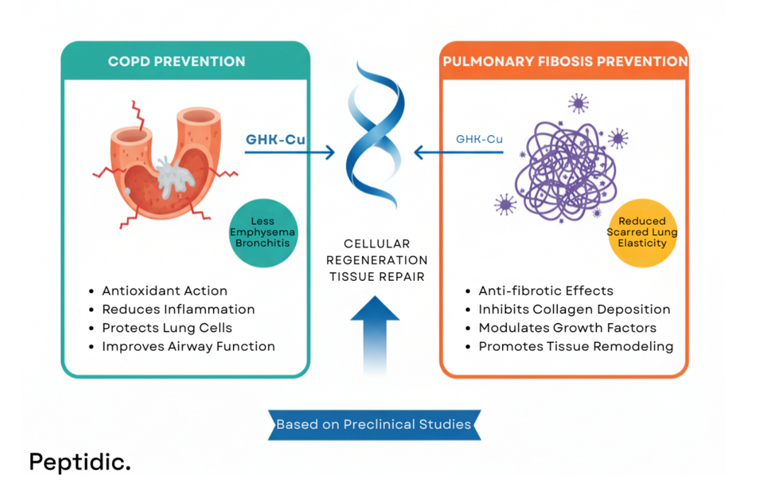 Diagram showing how GHK-Cu peptide aids pulmonary repair by reducing fibrosis, inflammation, and stress.