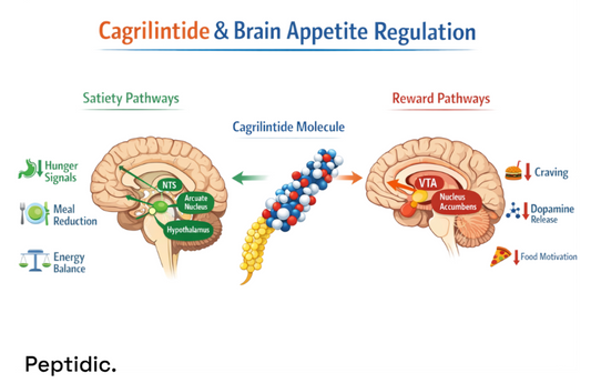 How Does Cagrilintide Affect Brain Satiety Networks and Reward-Driven Eating?
