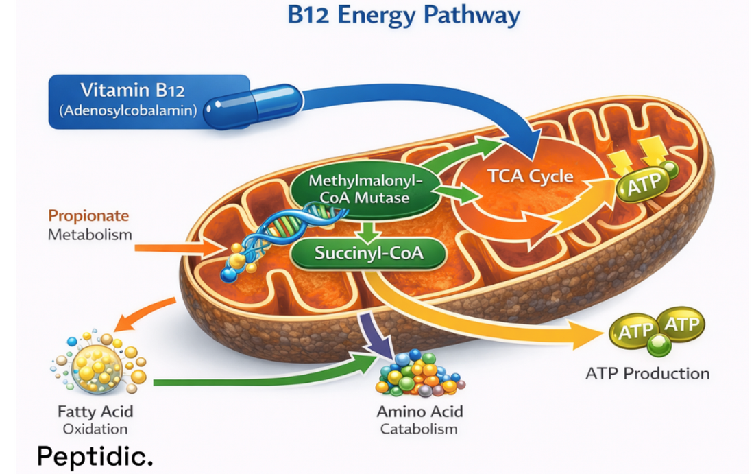 How Does Vitamin B12 Influence Mitochondrial Energy Metabolism in Cellular Models?