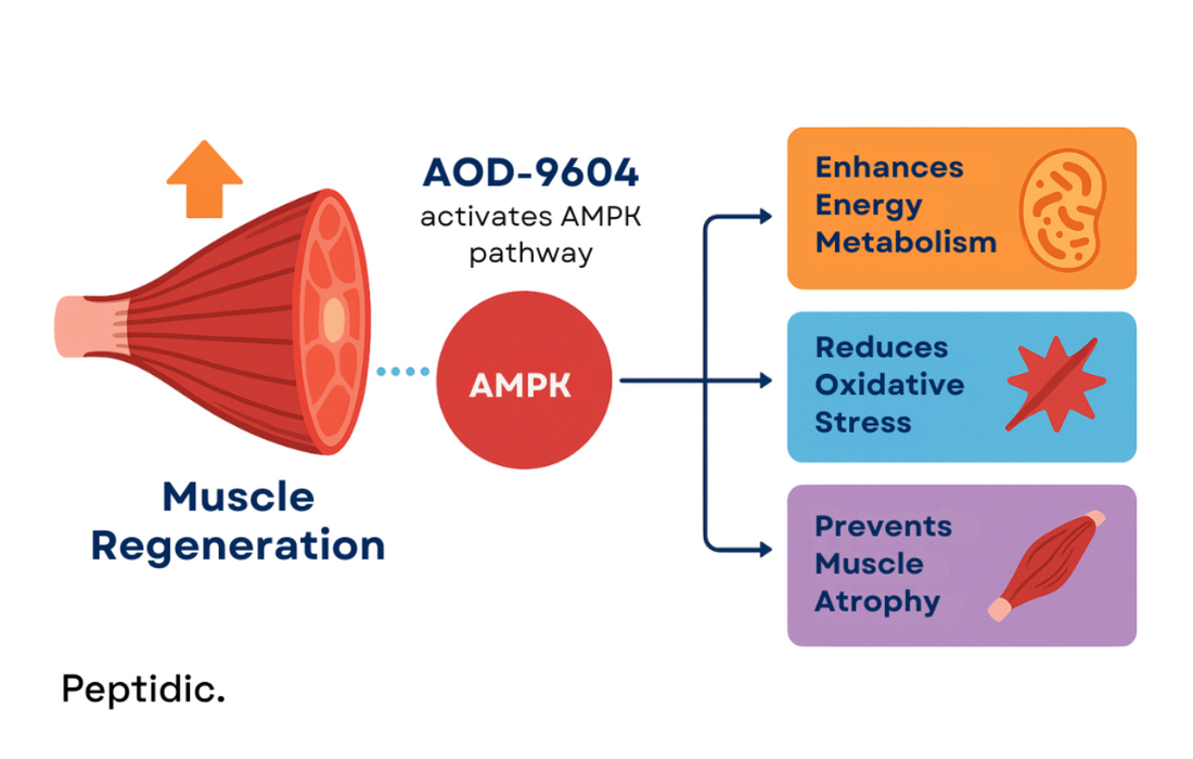 Infographic showing how AOD-9604 activates AMPK to enhance metabolism and muscle regeneration.