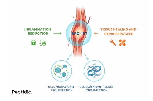 Scientific diagram showing BPC 157 tendon research, inflammation reduction, and tissue repair pathways.