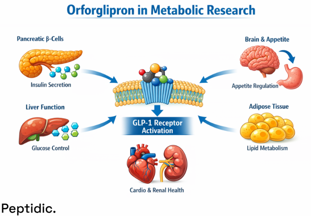 How Does Orforglipron Regulate Integrated Metabolic Signaling Networks in Controlled Experimental Systems?