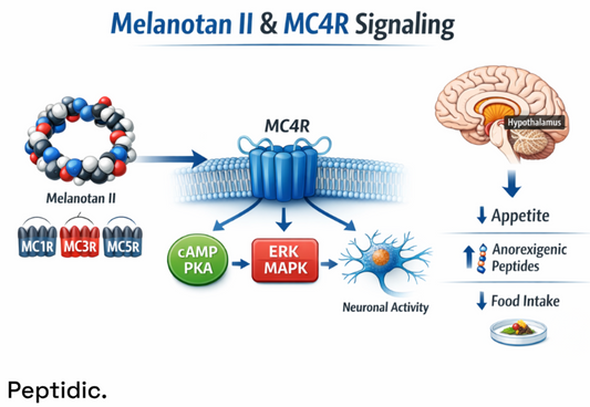 How Is Melanotan II Applied in Experimental MC4 Receptor Appetite Regulation Studies?