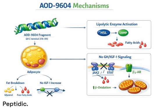 Why Is AOD-9604 Utilized in Adipose Tissue Lipolytic Signaling Studies?