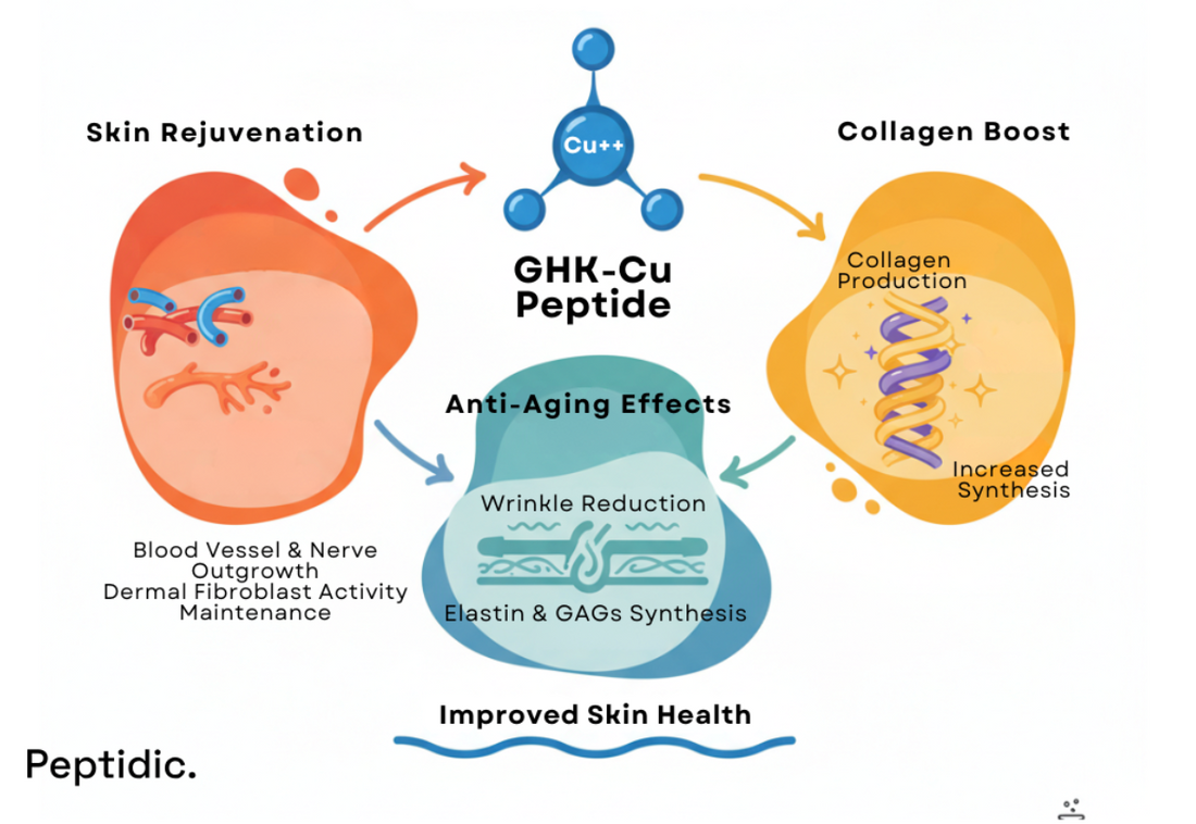 Image illustrating GHK-Cu pathways affecting collagen synthesis, skin rejuvenation, and matrix-related mechanisms.