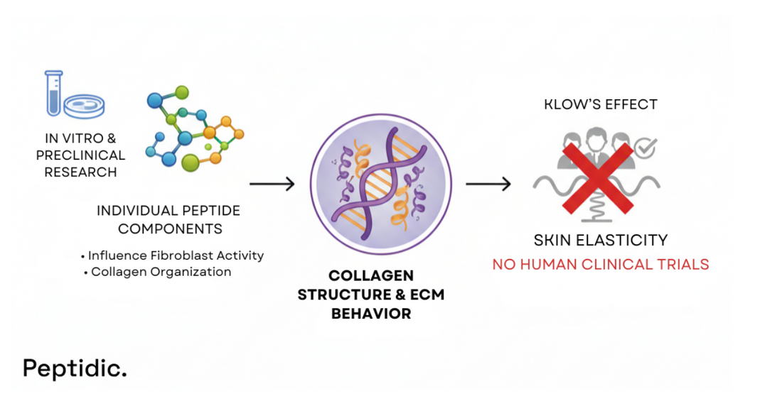 Diagram showing the Klow peptide research pathway from in vitro studies to experimental elasticity findings.