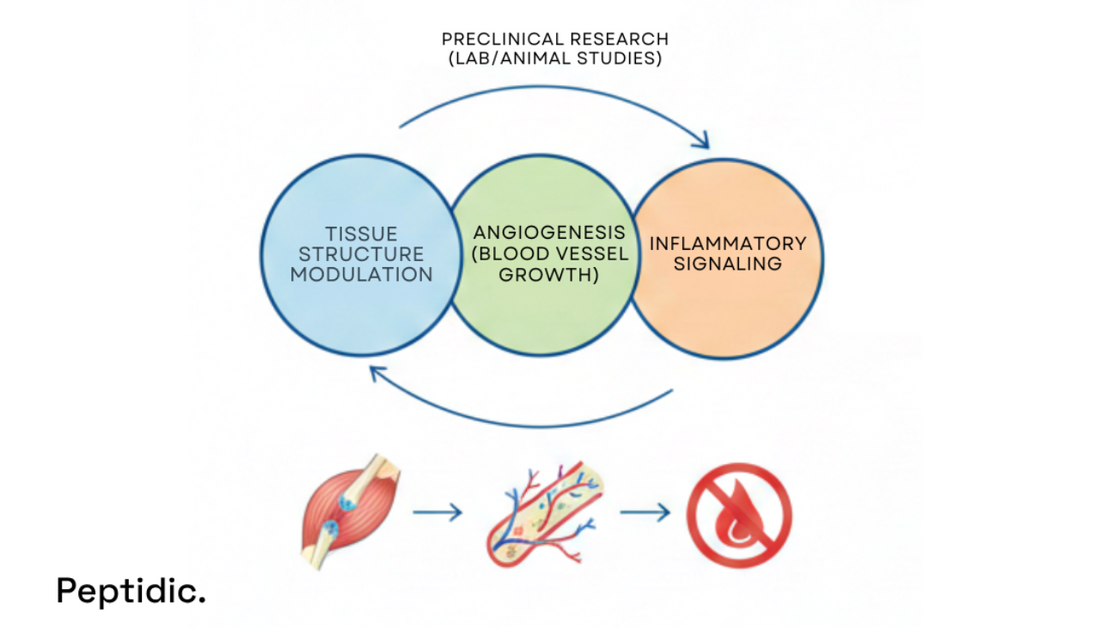Image illustrating BPC-157 preclinical mechanisms: tissue structure modulation, angiogenesis, inflammatory signaling, musculoskeletal healing.