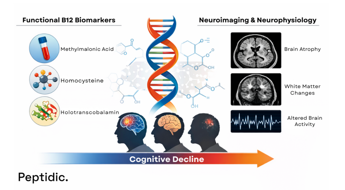 Diagram image shows functional vitamin B12 biomarkers associated with cognitive decline in cohort studies.&nbsp;