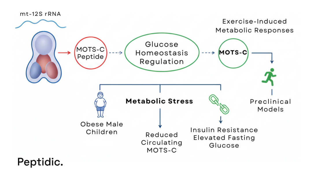 Diagram illustrating MOTS-C regulation of glucose homeostasis across metabolic stress and experimental models.