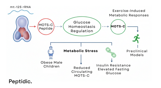 Diagram illustrating MOTS-C regulation of glucose homeostasis across metabolic stress and experimental models.