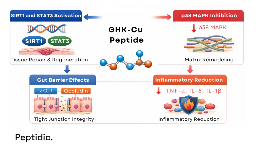 Diagram illustrating GHK-Cu modulation of signaling pathways, inflammation reduction, and tight junction regulation.