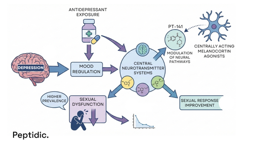 Diagram illustrating depression, antidepressant exposure, central neurotransmitter systems, PT-141, and sexual response pathways.