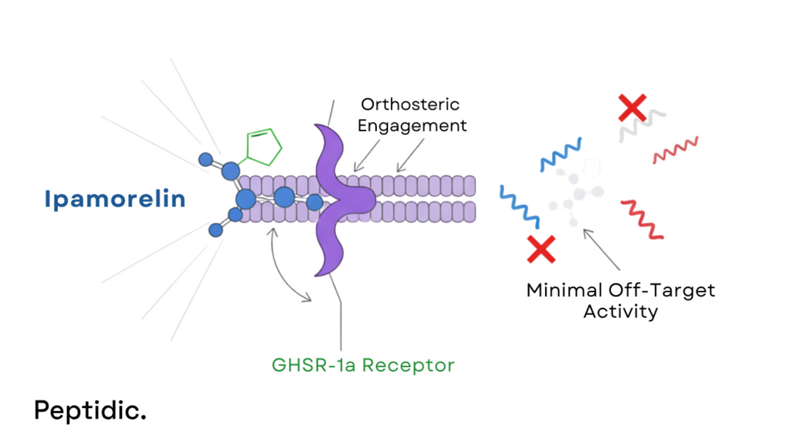 Diagram showing Ipamorelin binding selectively to GHSR-1a receptors with minimal off-target activity.