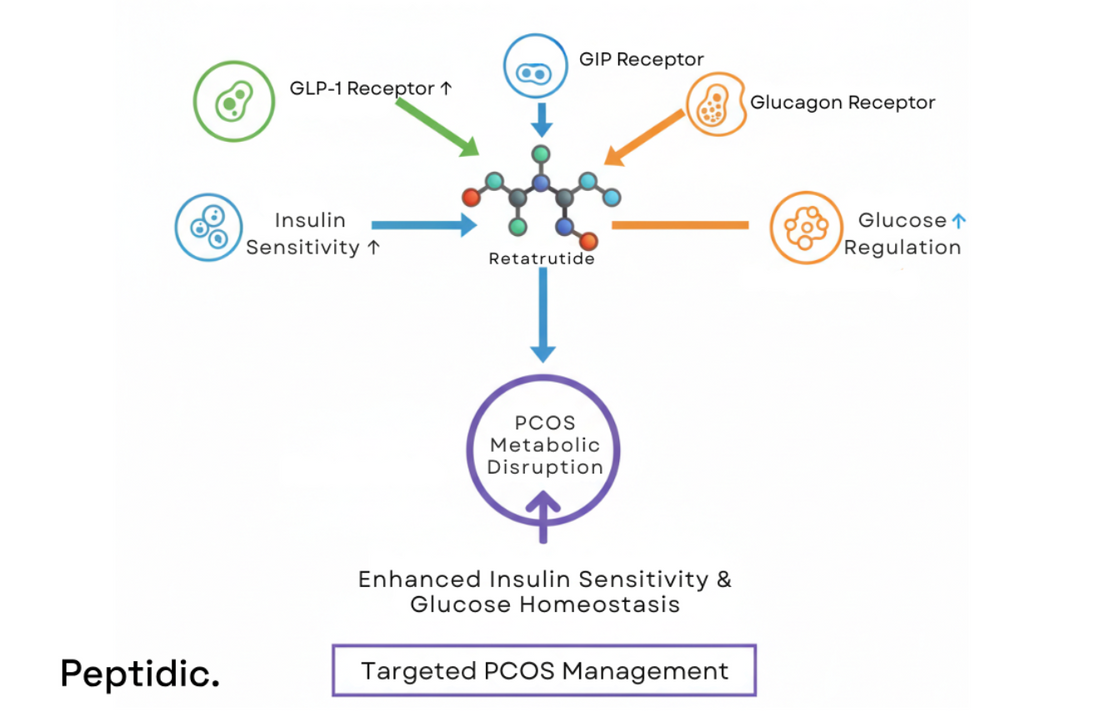 Diagram illustrating Retatrutide triple agonism influencing metabolic signaling pathways associated with PCOS insulin resistance.