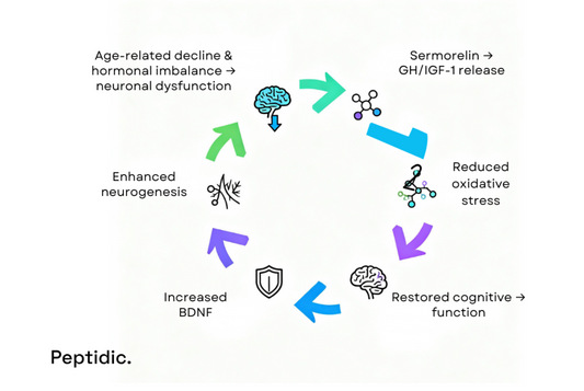 Diagram showing sermorelin’s neuroprotective cycle, illustrating GH/IGF-1 release, reduced stress, and enhanced neurogenesis.