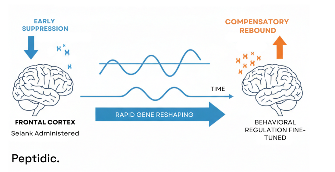 Diagram image showing Selank’s timed gene shifts that reshape neural activity and refine behavior.