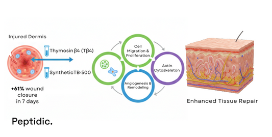 Image shows Thymosin β4 and TB-500 promoting wound healing via cell migration and angiogenesis.