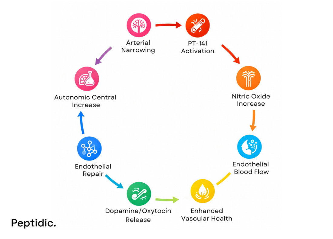 Circular infographic showing PT-141 activation improving nitric oxide, blood flow, and vascular health in PAD patients.