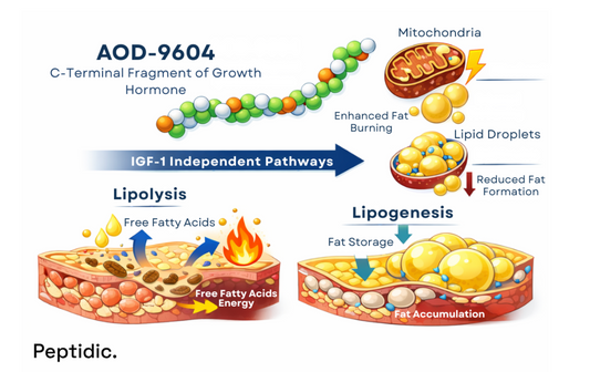 Diagram illustrating AOD-9604 effects on lipid metabolism via IGF-1 independent lipolysis and lipogenesis pathways.