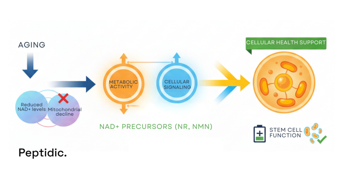 Image showing aging-related NAD+ decline, NAD+ precursors improving metabolism, signaling, and cellular health.